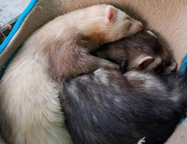 Therapieangebote für ganzheitliche Tiergesundheit