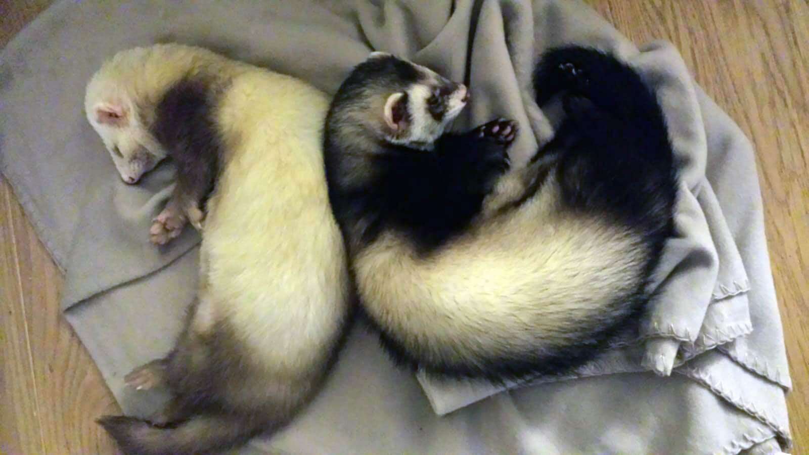 Was ist ein Tierheilpraktiker